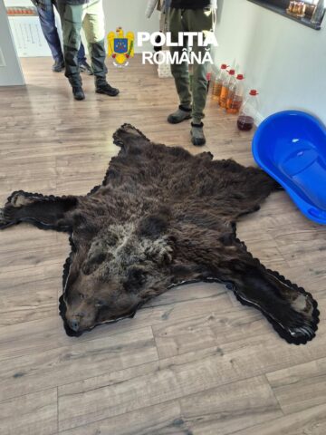 Arme, sute de cartușe, trofee de vânătoare și dispozitive de braconaj, ridicate în urma a 38 de percheziții