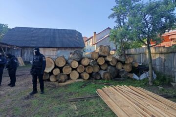 Un pădurar și administratorul unei firme, cercetați după ce ar fi tăiat ilegal cel puțin 160 de arbori Un pădurar și administratorul unei firme, cercetați după ce ar fi tăiat ilegal cel puțin 160 de arbori