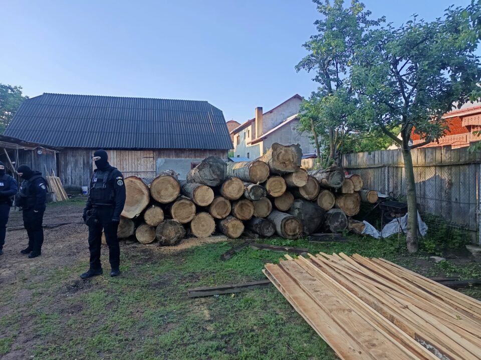 Un pădurar și administratorul unei firme, cercetați după ce ar fi tăiat ilegal cel puțin 160 de arbori