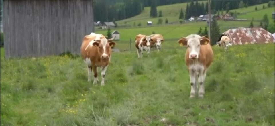Vaci de lapte, de la Fundu Moldovei Vaci de lapte, de la Fundu Moldovei