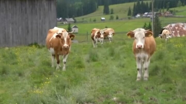Vaci de lapte, de la Fundu Moldovei Vaci de lapte, de la Fundu Moldovei