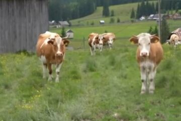Vaci de lapte, de la Fundu Moldovei Vaci de lapte, de la Fundu Moldovei