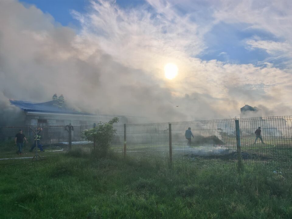 50 de porci au pierit în incendiul de la Milișăuți, în jur de 250 au fost salvați. Tot dezastrul ar fi plecat de la o țigară