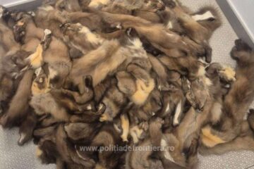 100 de piei de jder, confiscate de la un ucrainean, în Vama Siret 100 de piei de jder, confiscate de la un ucrainean, în Vama Siret