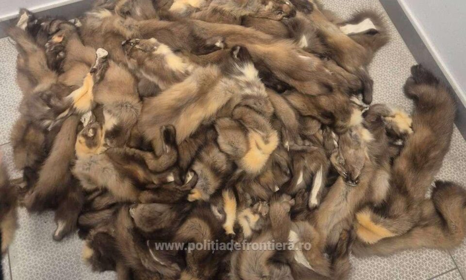 100 de piei de jder, confiscate de la un ucrainean, în Vama Siret 100 de piei de jder, confiscate de la un ucrainean, în Vama Siret