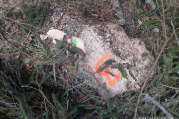 Tăieri ilegale și nereguli tehnice descoperite în exploatare la Poiana Stampei Tăieri ilegale și nereguli tehnice descoperite în exploatare la Poiana Stampei