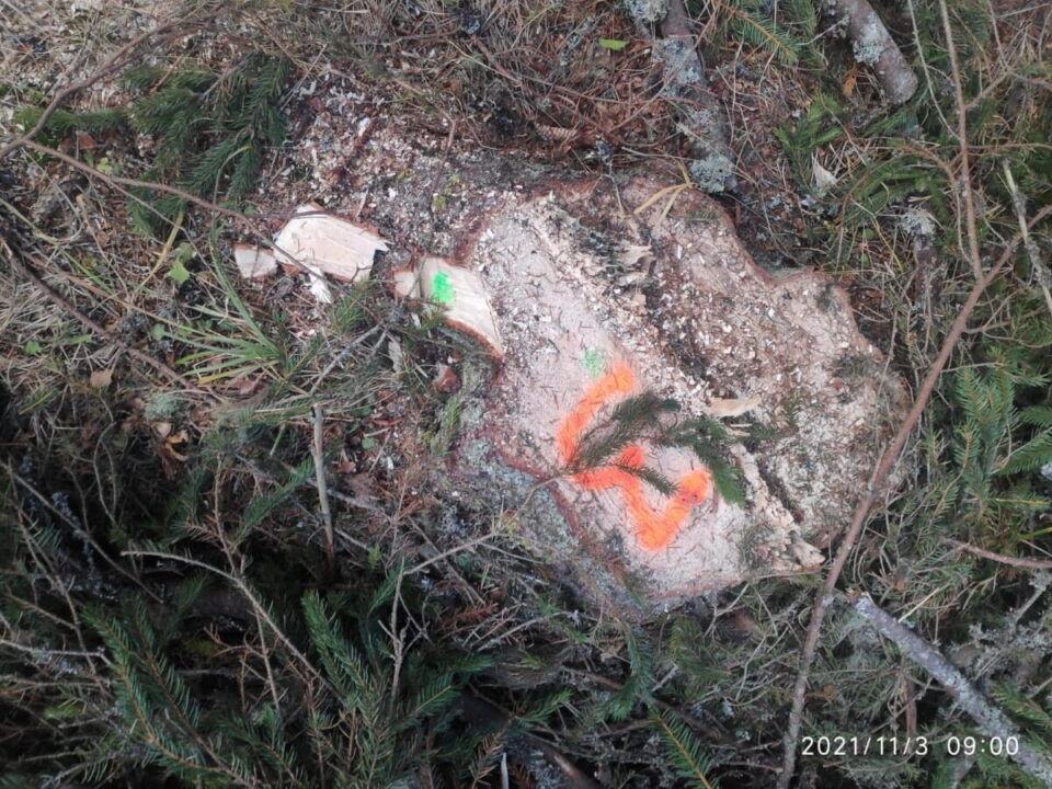Tăieri ilegale și nereguli tehnice descoperite în exploatare la Poiana Stampei Tăieri ilegale și nereguli tehnice descoperite în exploatare la Poiana Stampei