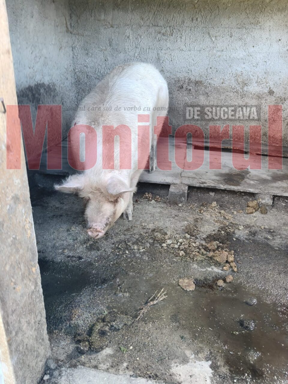 Un porc de aproape 500 de kilograme, scos din coteț cu tractorul Un porc de aproape 500 de kilograme, scos din coteț cu tractorul
