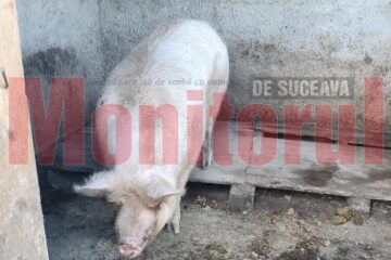 Un porc de aproape 500 de kilograme, scos din coteț cu tractorul