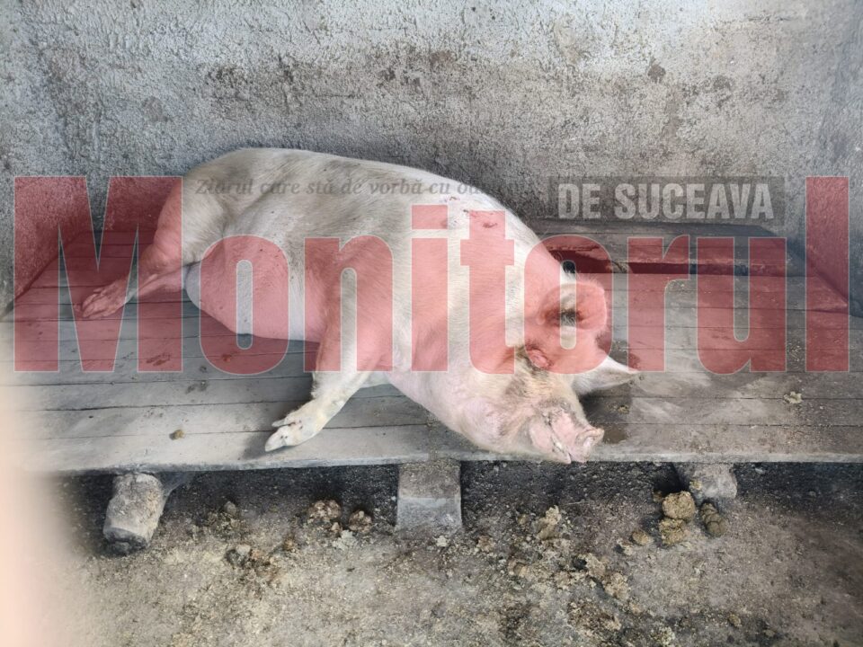 Un porc de aproape 500 de kilograme, scos din coteț cu tractorul