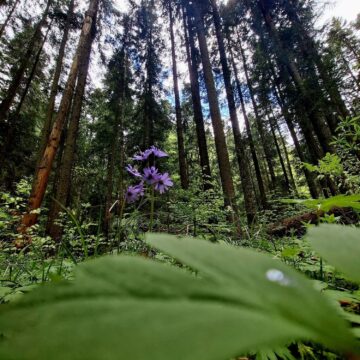 Frumoasă dimineață de vară, surprinsă în imagini în Codrii Seculari Slătioara