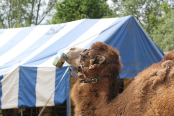 Zoo Park România mai rămâne o săptămână la Suceava, până pe 28 iunie