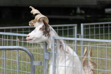 Zoo Park România mai rămâne o săptămână la Suceava, până pe 28 iunie