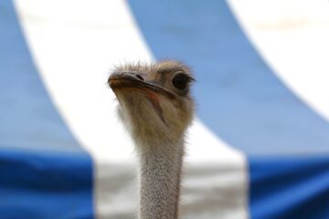 Zoo Park România mai rămâne o săptămână la Suceava, până pe 28 iunie
