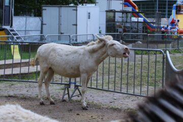 Zoo Park România mai rămâne o săptămână la Suceava, până pe 28 iunie