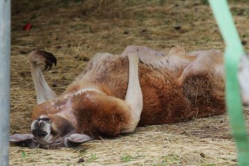 Zoo Park România mai rămâne o săptămână la Suceava, până pe 28 iunie