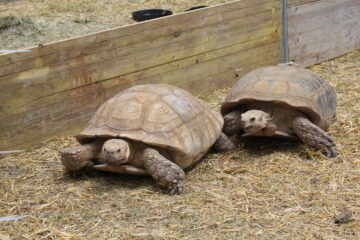 Zoo Park România mai rămâne o săptămână la Suceava, până pe 28 iunie