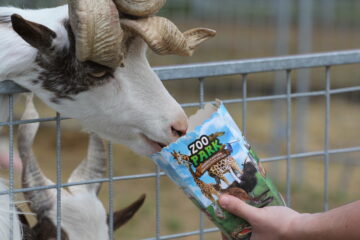 Zoo Park România mai rămâne o săptămână la Suceava, până pe 28 iunie