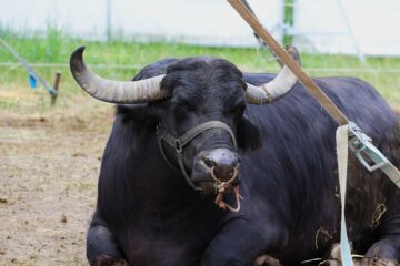Zoo Park România mai rămâne o săptămână la Suceava, până pe 28 iunie