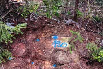 Aproape 200 de arbori tăiați ilegal din pădurea orașului Gura Humorului, depistați de Garda Forestieră Suceava