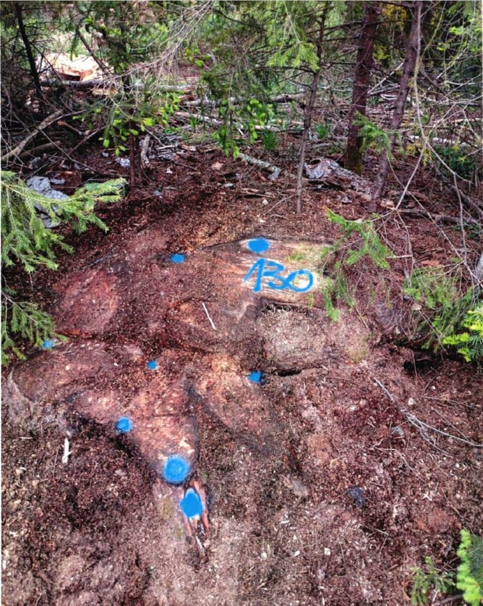 Aproape 200 de arbori tăiați ilegal din pădurea orașului Gura Humorului, depistați de Garda Forestieră Suceava