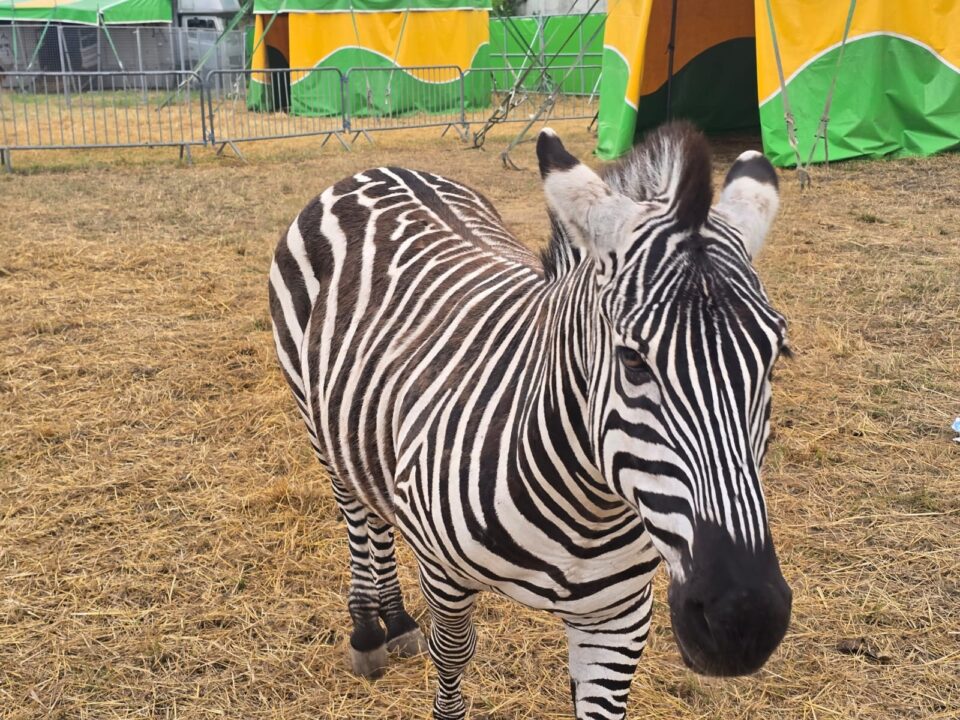 Zoo Park România mai rămâne o săptămână la Suceava, până pe 28 iunie