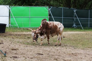 Zoo Park România mai rămâne o săptămână la Suceava, până pe 28 iunie