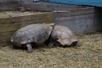 Zoo Park România mai rămâne o săptămână la Suceava, până pe 28 iunie