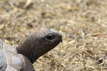 Zoo Park România mai rămâne o săptămână la Suceava, până pe 28 iunie