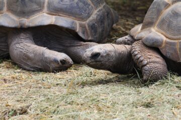 Zoo Park România mai rămâne o săptămână la Suceava, până pe 28 iunie