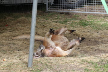 Zoo Park România mai rămâne o săptămână la Suceava, până pe 28 iunie