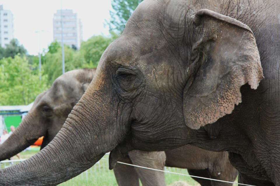 Zoo Park România mai rămâne o săptămână la Suceava, până pe 28 iunie