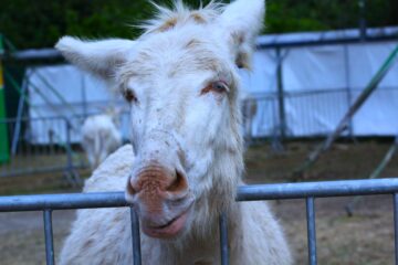 Zoo Park România mai rămâne o săptămână la Suceava, până pe 28 iunie