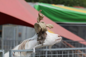 Zoo Park România mai rămâne o săptămână la Suceava, până pe 28 iunie
