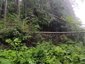 Trenuri blocate la limita dintre județele Suceava si Bistrița, din cauza căderilor de arbori rupți de furtună