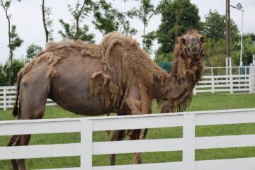 Ferma de la Udești: Cămile, zebre, alpaca și peste 70 de căprioare, aproape de Suceava. Povestea locului care atrage mii de vizitatori