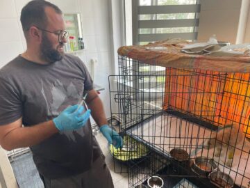 Abandonurile de animale în Suceava sunt în creștere, adopțiile au scăzut