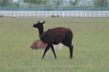 Ferma de la Udești: Cămile, zebre, alpaca și peste 70 de căprioare, aproape de Suceava. Povestea locului care atrage mii de vizitatori