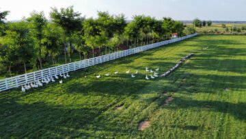 Ferma de la Udești: Cămile, zebre, alpaca și peste 70 de căprioare, aproape de Suceava. Povestea locului care atrage mii de vizitatori