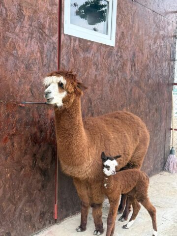 Ferma de la Udești: Cămile, zebre, alpaca și peste 70 de căprioare, aproape de Suceava. Povestea locului care atrage mii de vizitatori
