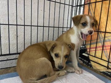 Abandonurile de animale în Suceava sunt în creștere, adopțiile au scăzut