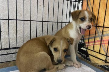 Abandonurile de animale în Suceava sunt în creștere, adopțiile au scăzut Abandonurile de animale în Suceava sunt în creștere, adopțiile au scăzut