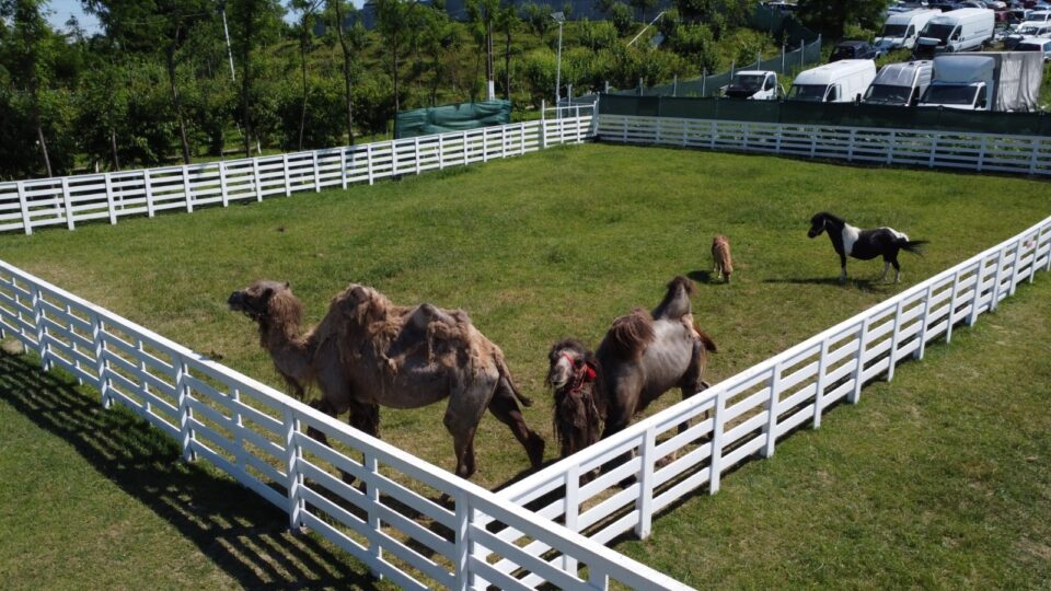 Ferma de la Udești: Cămile, zebre, alpaca și peste 70 de căprioare, aproape de Suceava. Povestea locului care atrage mii de vizitatori