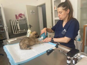 Abandonurile de animale în Suceava sunt în creștere, adopțiile au scăzut