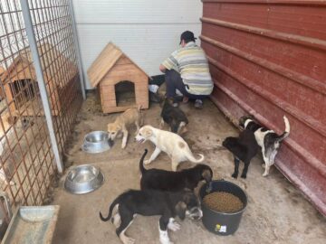 Abandonurile de animale în Suceava sunt în creștere, adopțiile au scăzut