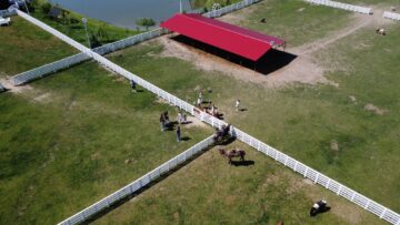 Ferma de la Udești: Cămile, zebre, alpaca și peste 70 de căprioare, aproape de Suceava. Povestea locului care atrage mii de vizitatori