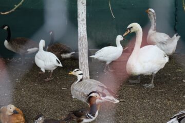 Ferma de la Udești: Cămile, zebre, alpaca și peste 70 de căprioare, aproape de Suceava. Povestea locului care atrage mii de vizitatori