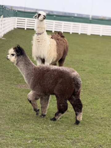 Ferma de la Udești: Cămile, zebre, alpaca și peste 70 de căprioare, aproape de Suceava. Povestea locului care atrage mii de vizitatori