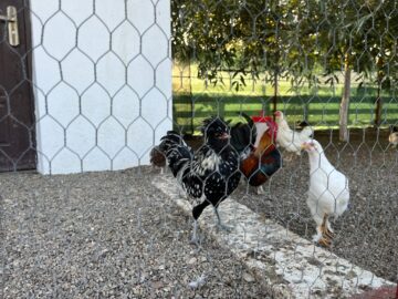 Ferma de la Udești: Cămile, zebre, alpaca și peste 70 de căprioare, aproape de Suceava. Povestea locului care atrage mii de vizitatori