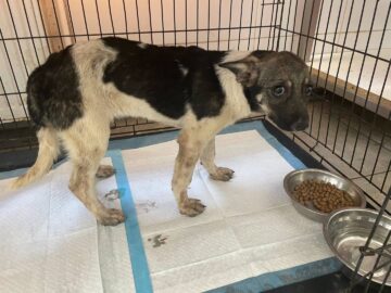 Abandonurile de animale în Suceava sunt în creștere, adopțiile au scăzut